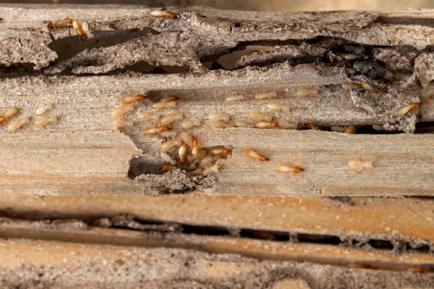 Best Pest Prevention Services  in Nes, IL